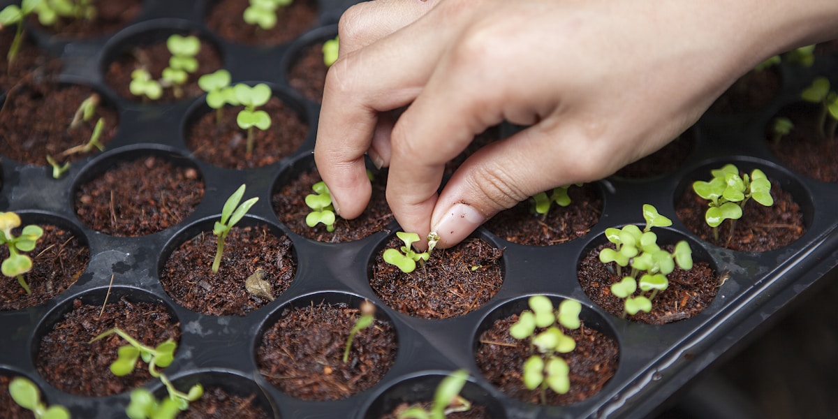Fresh healthy vegetables